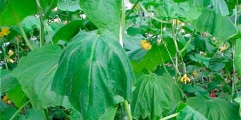 Uzroci uvenuća lišća kod krastavaca u stakleniku